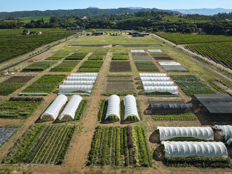 SingleThread Farm 