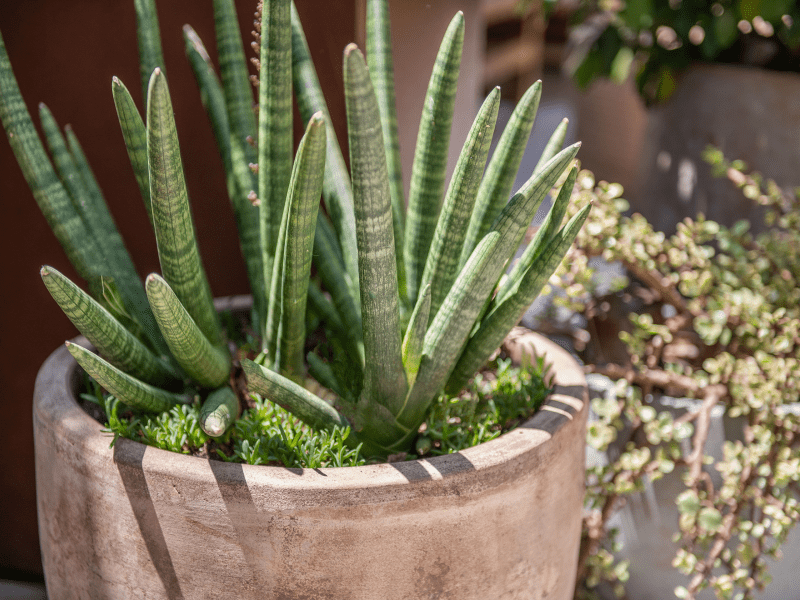 potted_plant