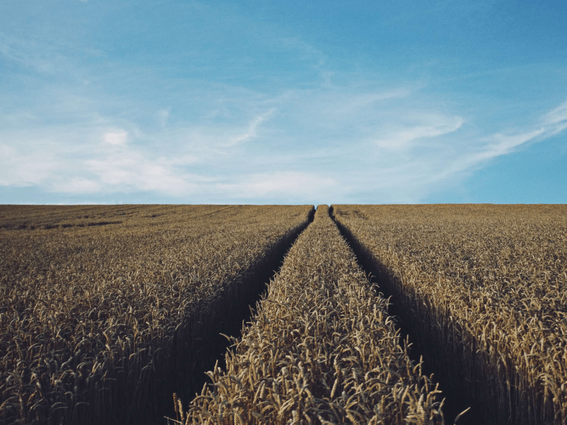 Fields of wheat