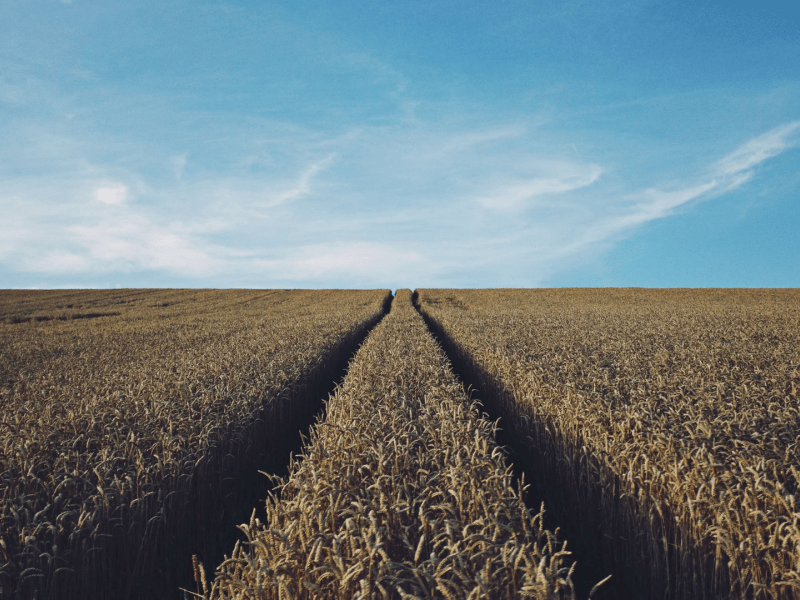 Fields of wheat