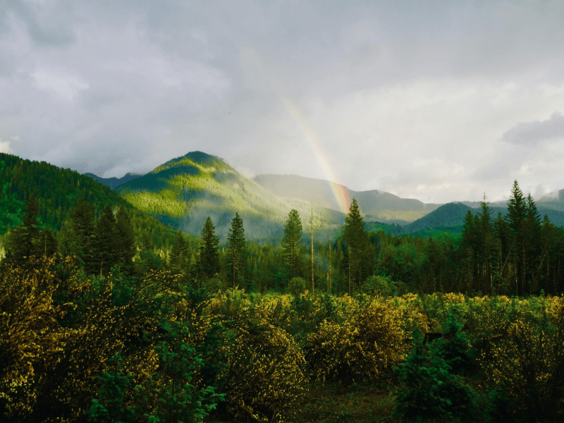 Green hills and trees