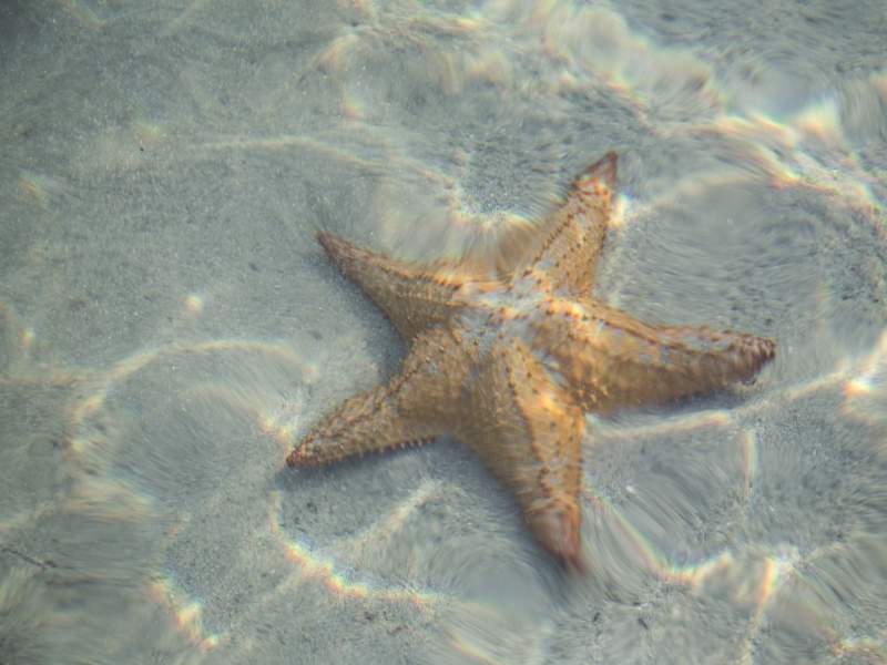 A starfish underwater