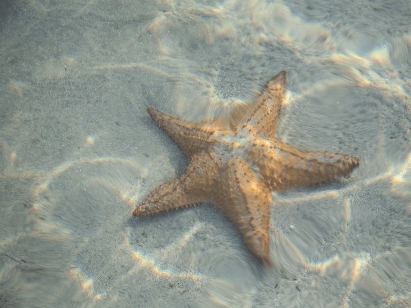 A starfish underwater