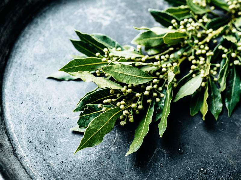 Leaves on black plate