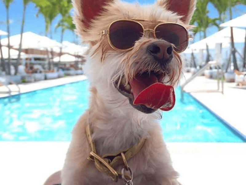 A dog with it's tongue out wearing sunglasses