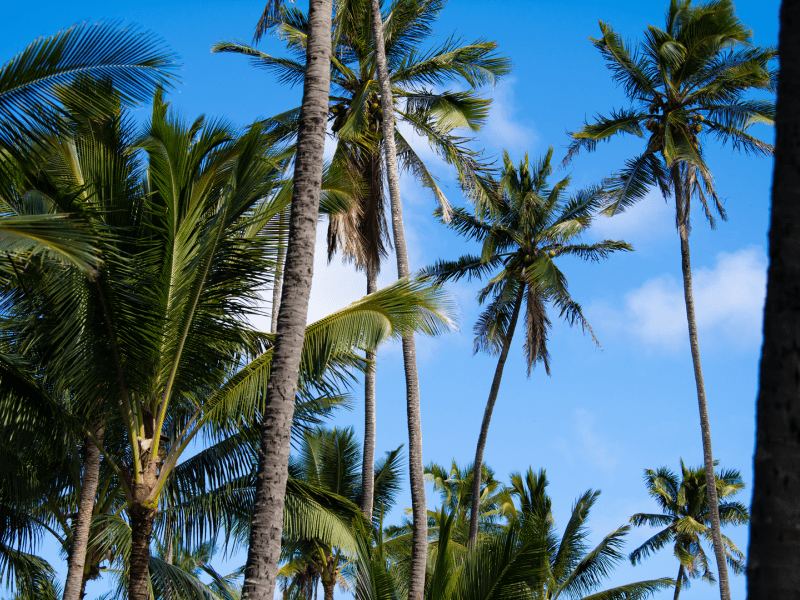 Palm trees