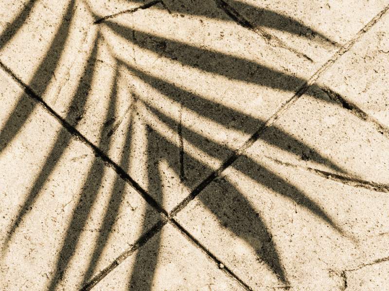 palm tree shadow on floor