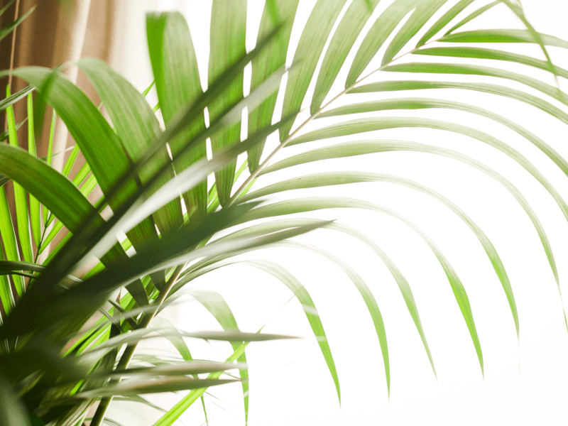 Plants