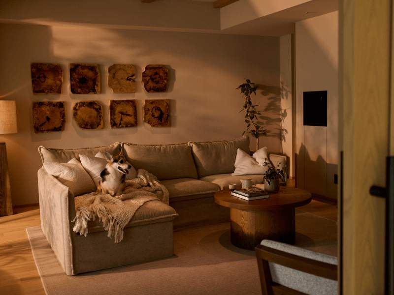 dog on sofa in hotel guest room