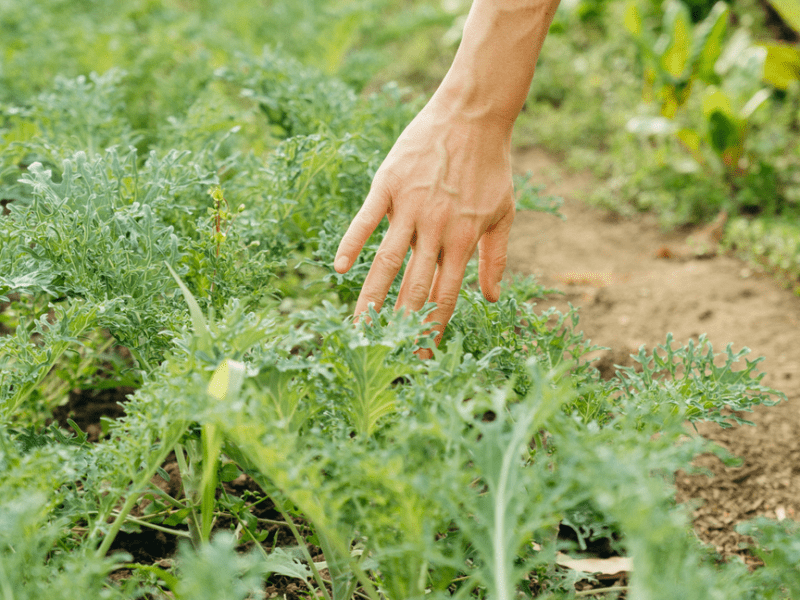 Woman tending to garden