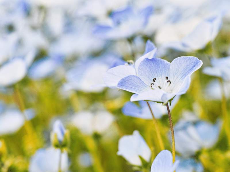 Menzie's baby blue eyes