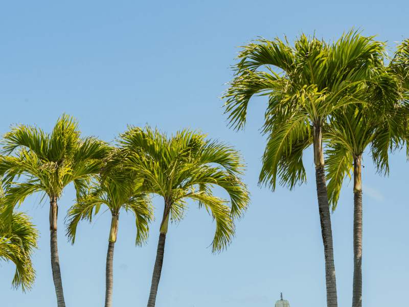 palm trees
