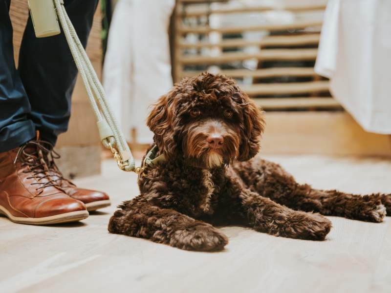 A dog sitting nicely by its owners feet