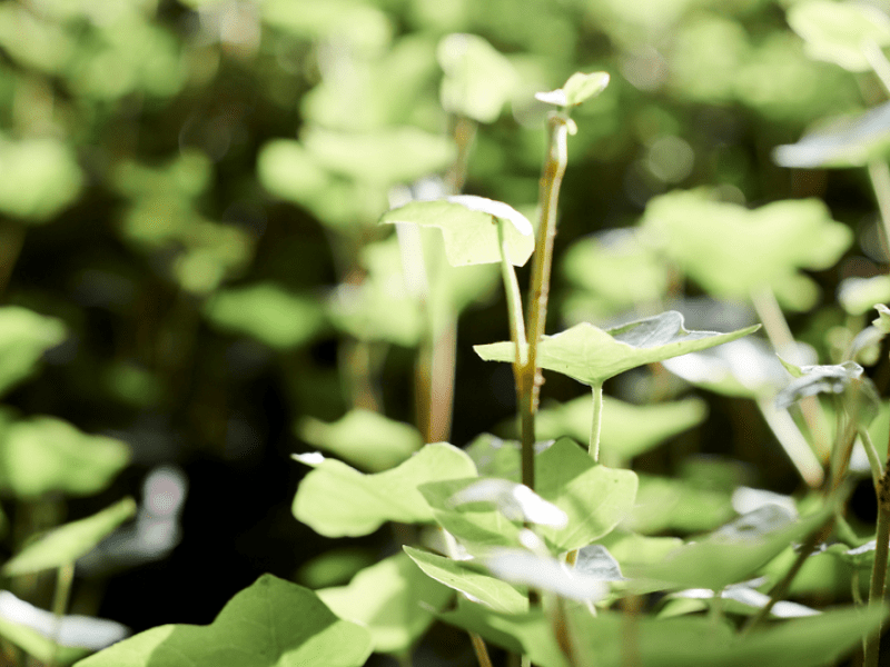 Plants