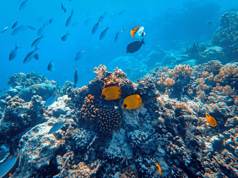 Coral reef with fish swimming around