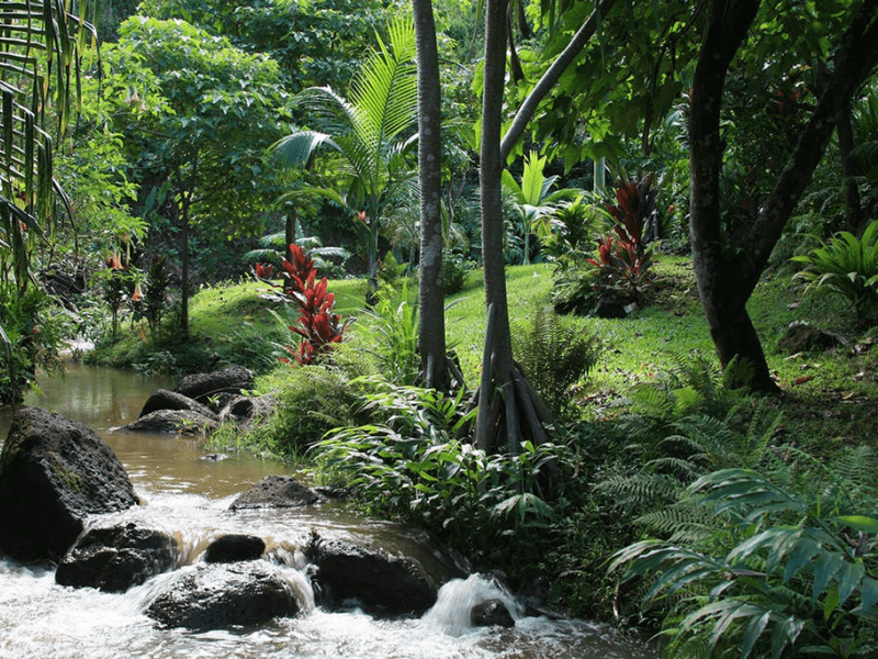 River running through a jungle