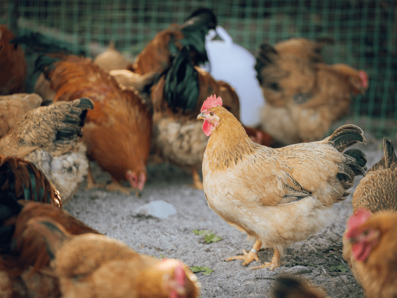 chicken farm