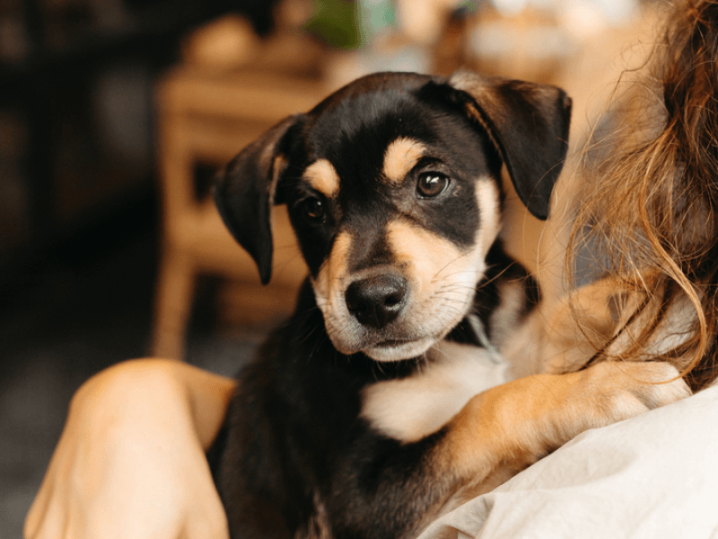 Puppy Being Held