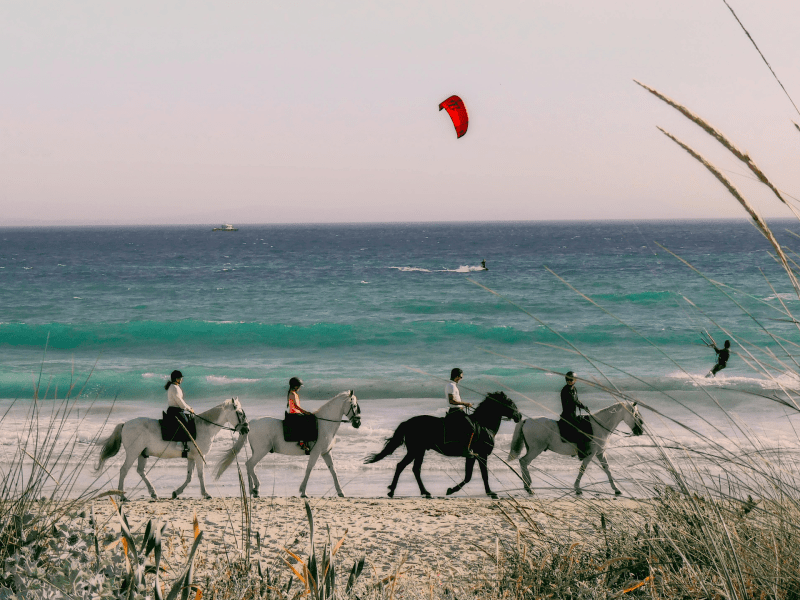 Horses