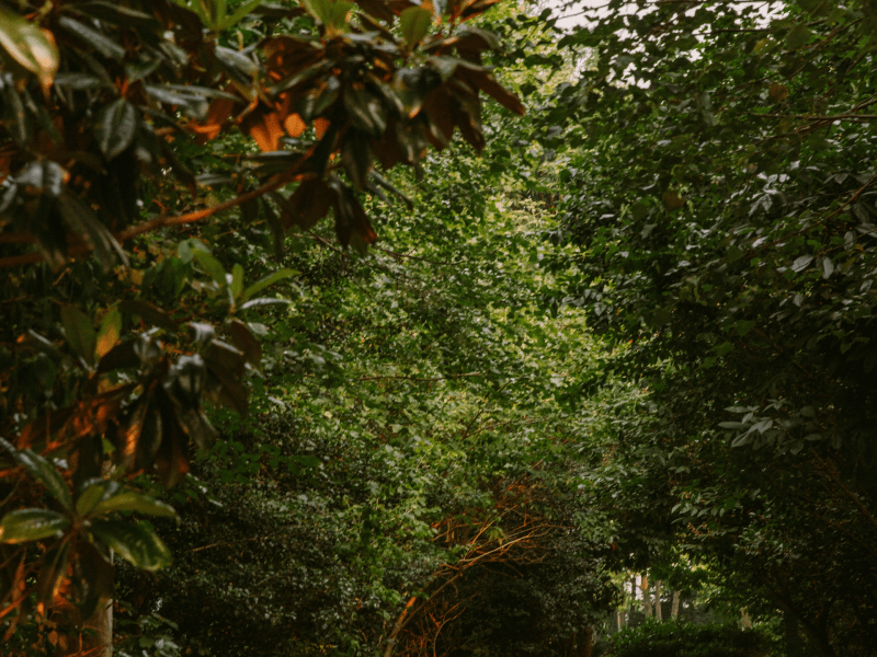 park in Brooklyn