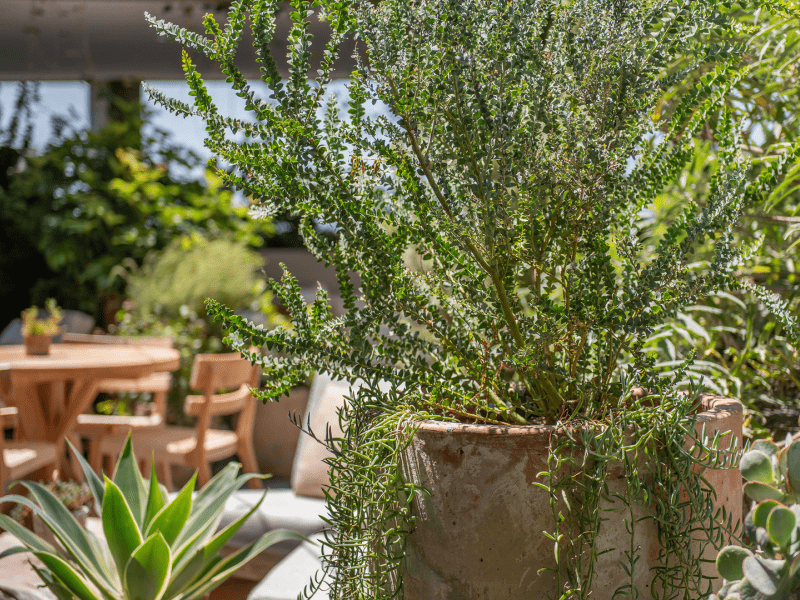 Potted Plants