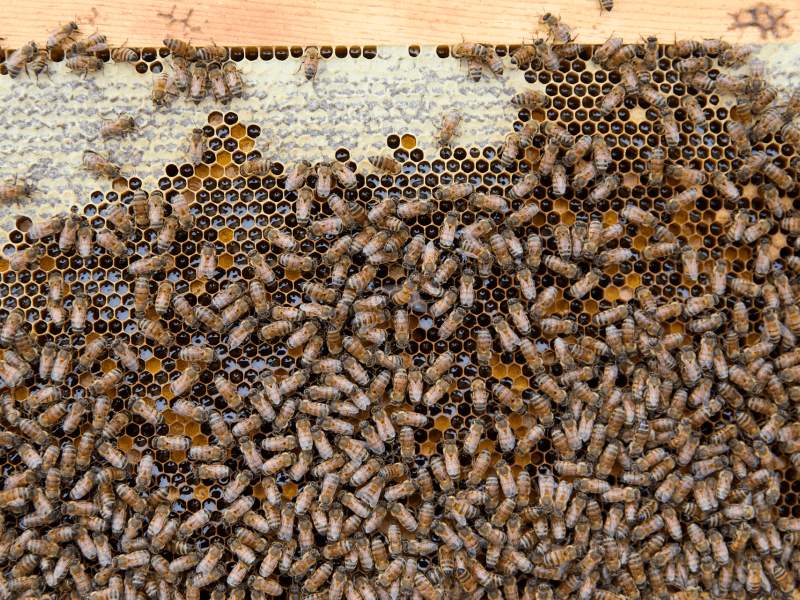 Keepers Harvest, beekeeper behind 1 Hotel Austin's hives