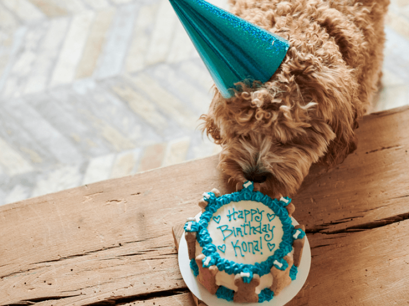 Puppy eating birthday cake