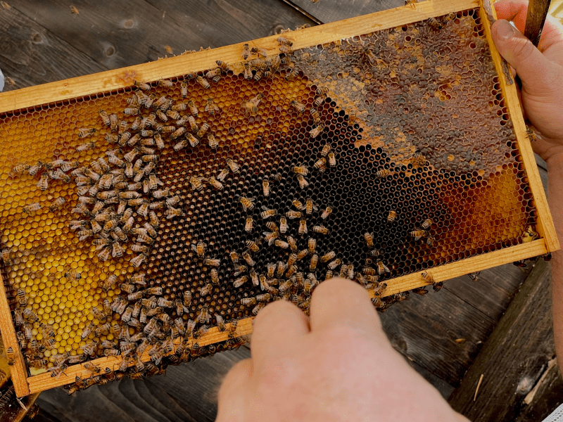 bee