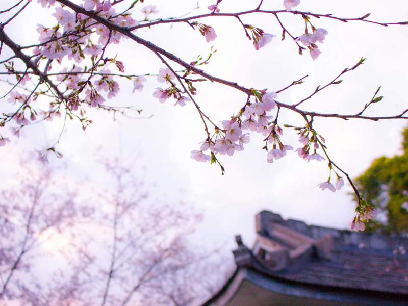 Cerisiers en fleurs près d'un temple