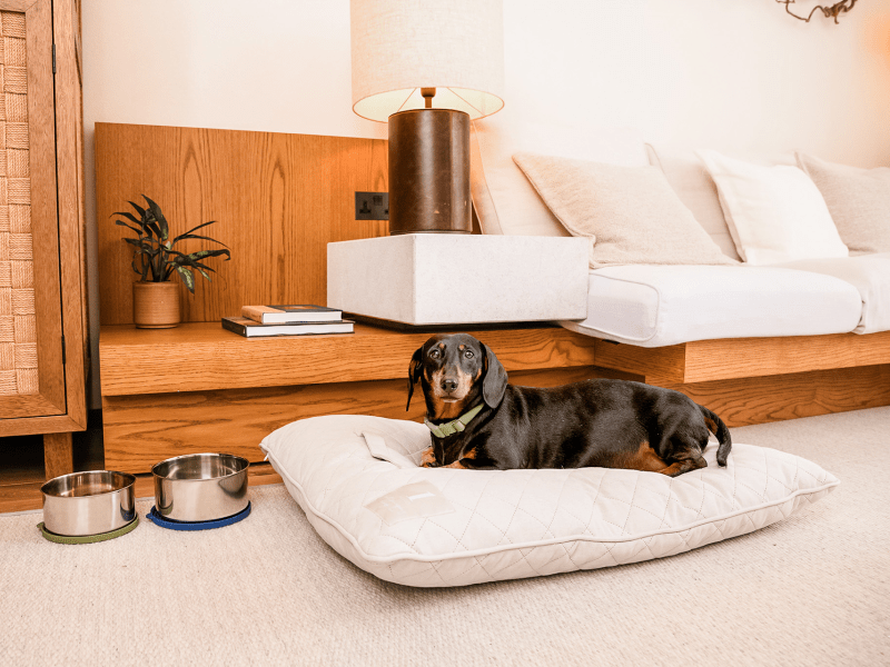 Dog in bed