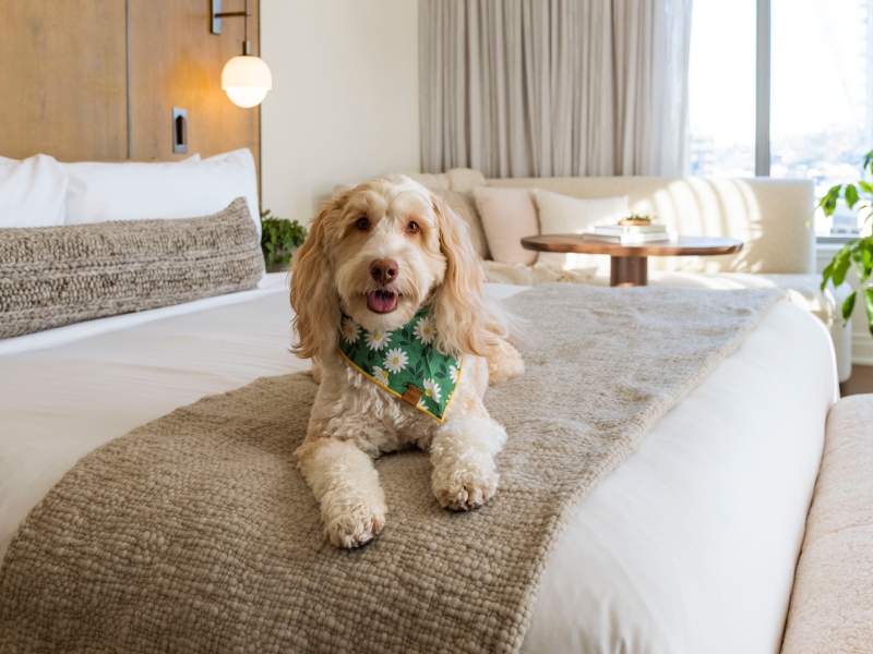 Dog on Bed. Pet Friendly Hotel