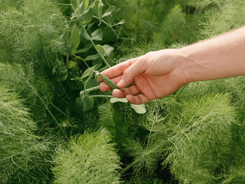 a person holding a plant