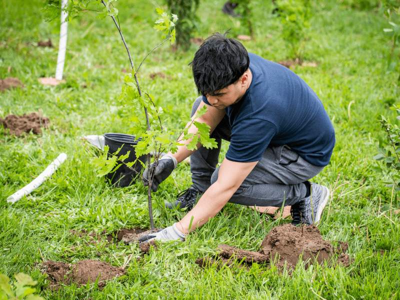 Planting