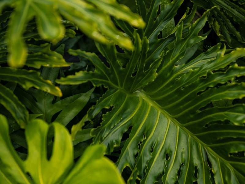 Détail des feuilles