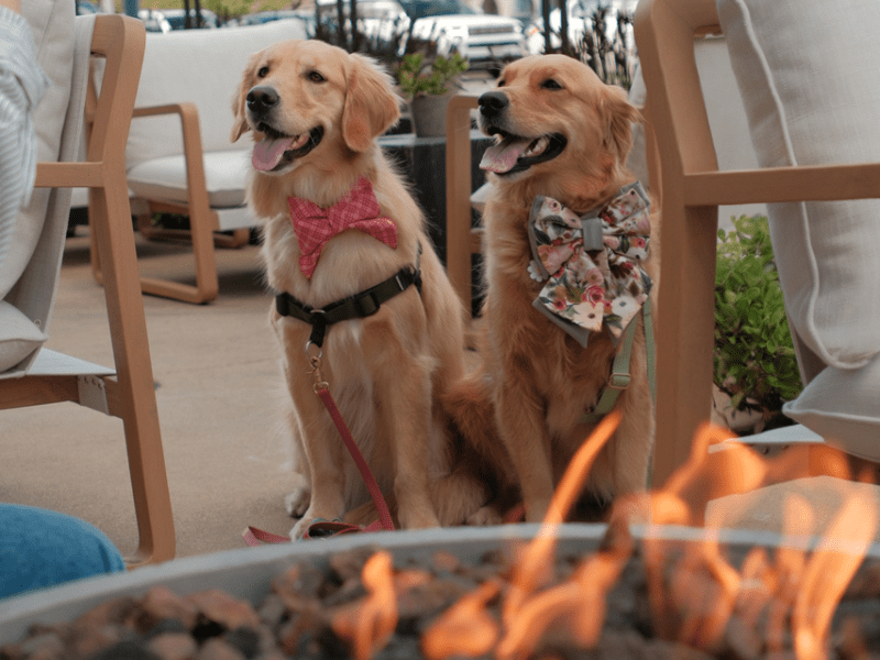 paws on the patio