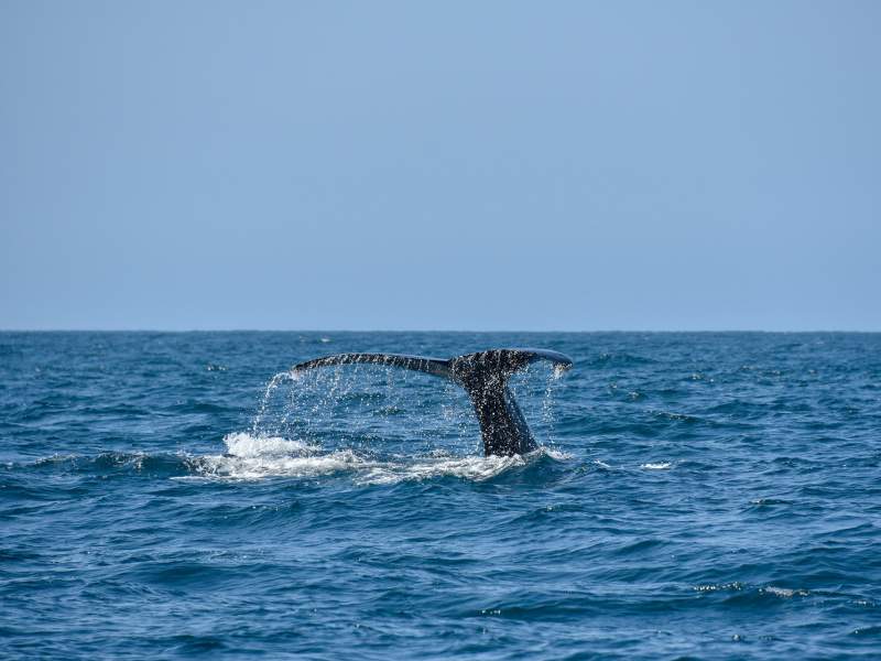 Une queue de baleine sortant de l'océan