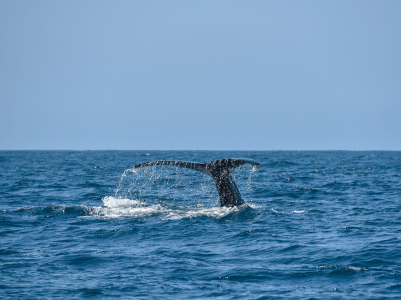 A whale tail sticking out of the ocean