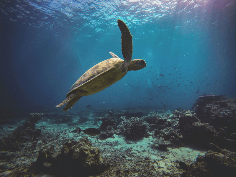 A sea turtle swimming in the ocean