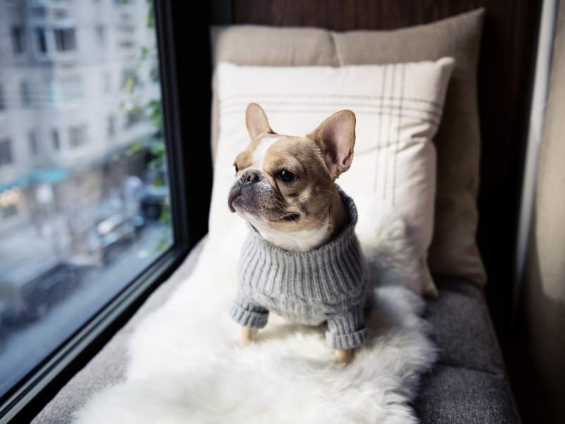 Dog looking out the window 