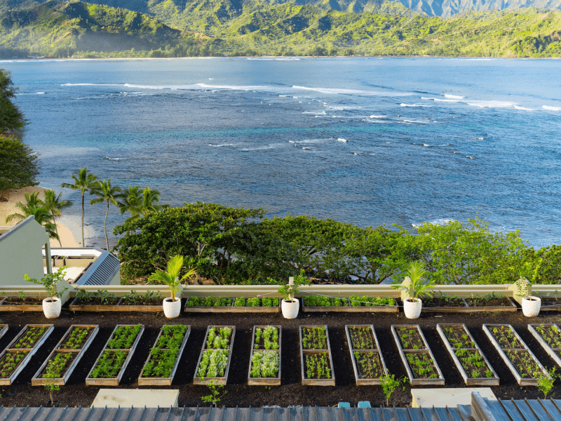 Rooftop garden overlooking the ocean