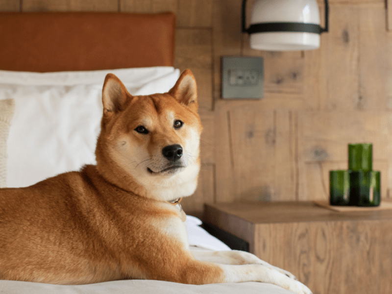 Dog on a bed 