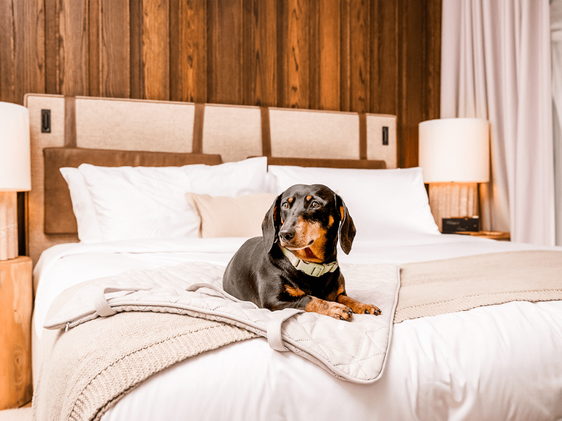 A black and brown dachshund dog sits on the edge of a bed.