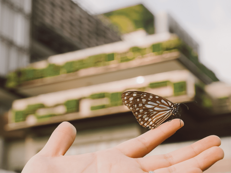 A butterfly resting on a person's finger