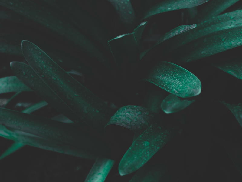 plant