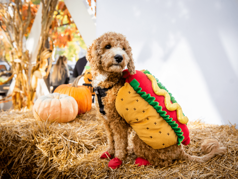 Dog in a hotdog halloween costume