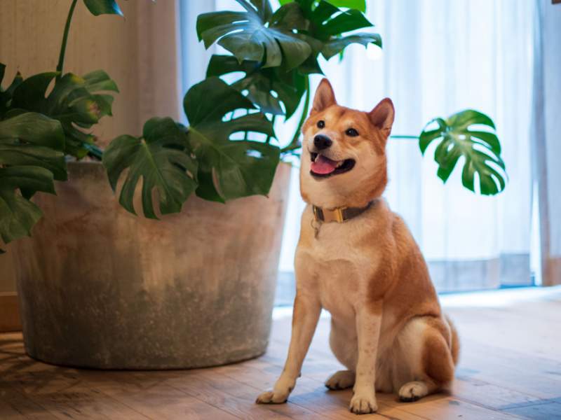 Shiba inu assis à côté d'une plante
