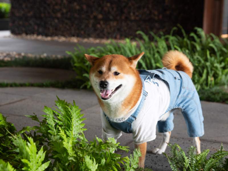 Shiba inu wearing overalls and a t-shirt