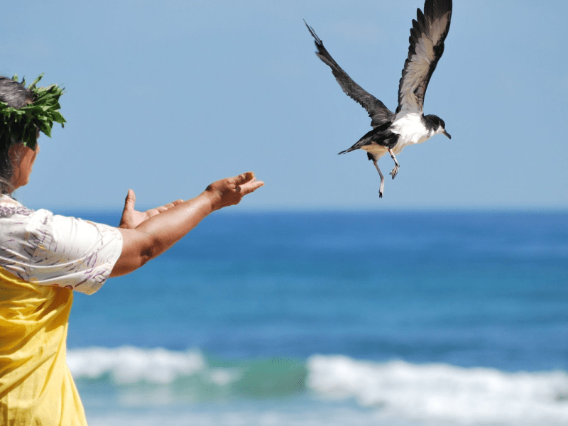 Person releasing a bird