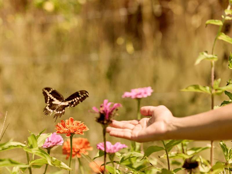 Butterfly