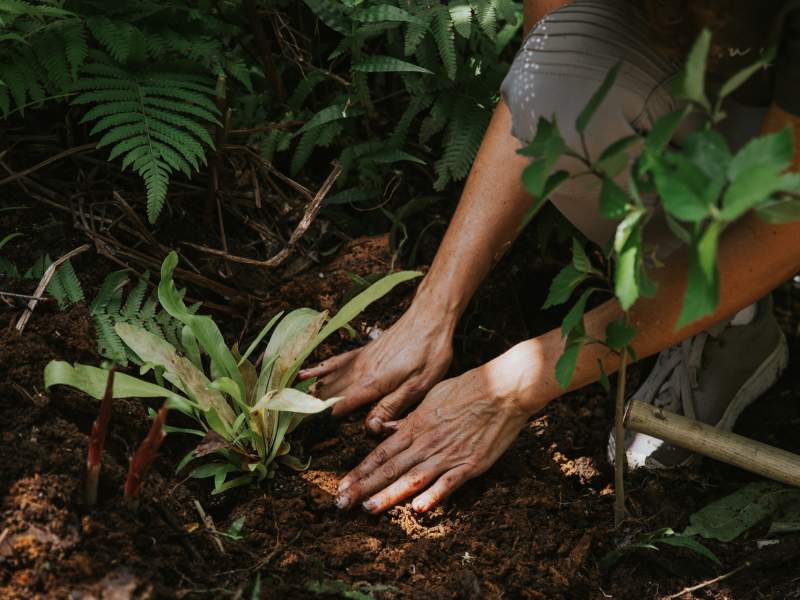 A person planting a plant in the ground